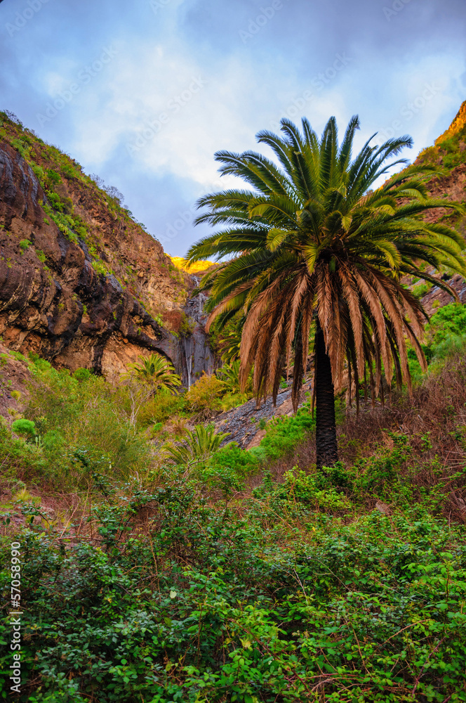 Palms near Masca village with mountains, Tenerife, Canarian Isla Palms near Masca village with mountains, Tenerife, Canarian Isla