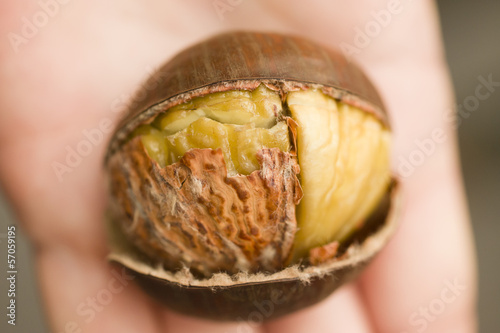 Roasted chestnut close photo
