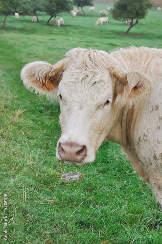 portrait d'une vache dans son pré