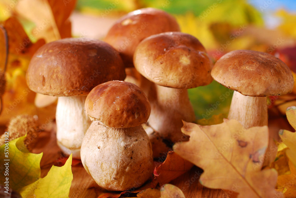 fresh cep (porcini ) mushrooms