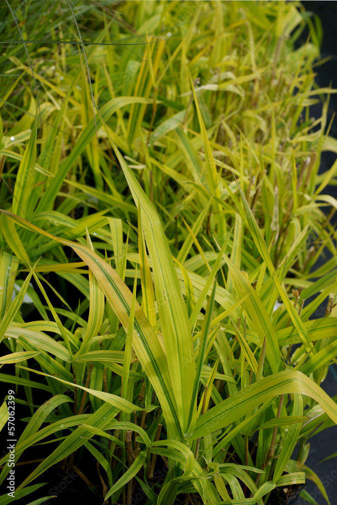 Ornamental grass Phalaris arundinacea Arctic Sun Ornamental grass Phalaris arundinacea Arctic Sun
