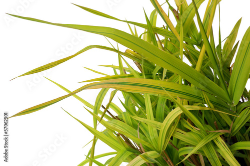 Ornamental grass Phalaris arundinacea Arctic Sun