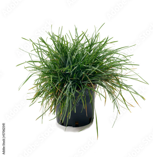 Ornamental grass Sesleria caerulea photo