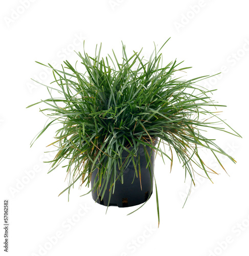 Ornamental grass Sesleria caerulea photo