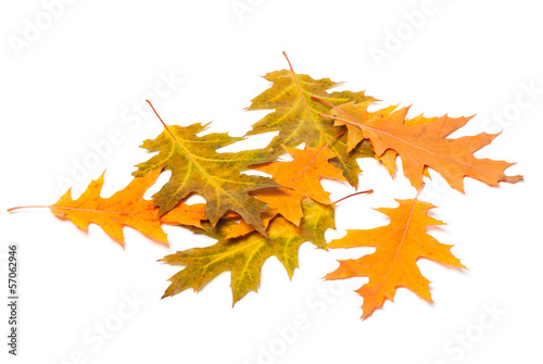 heap of yellow autumn leaves on white background