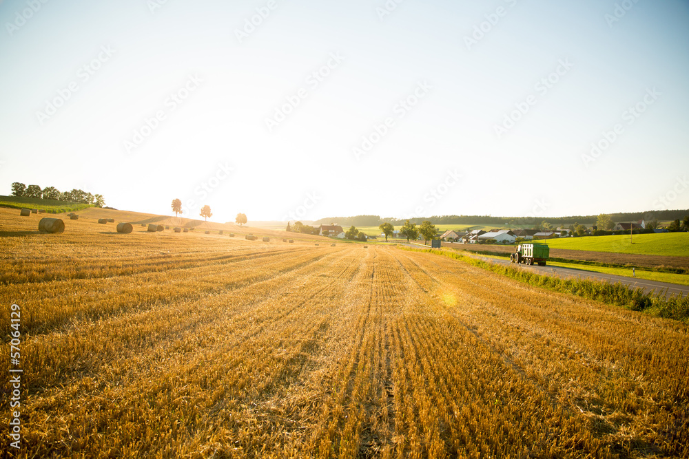 Fototapeta premium Abends auf dem Feld