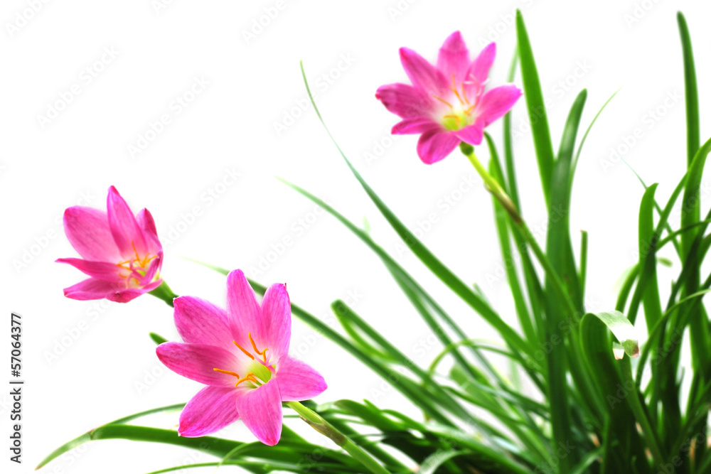 Naklejka premium Zephyranthes rosea or Rain lily