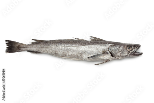 Single fresh Hake fish photo