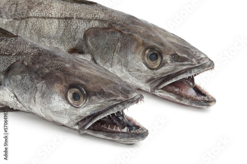 Two heads of Hake fishes