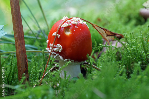 Fly agaric