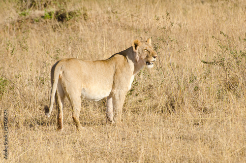 lioness on grassland in kenya