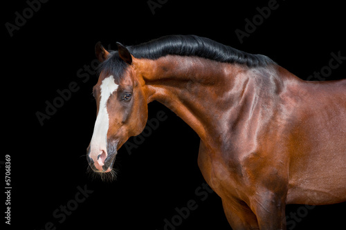 Brown horse head isolated on black, Holstein horse.
