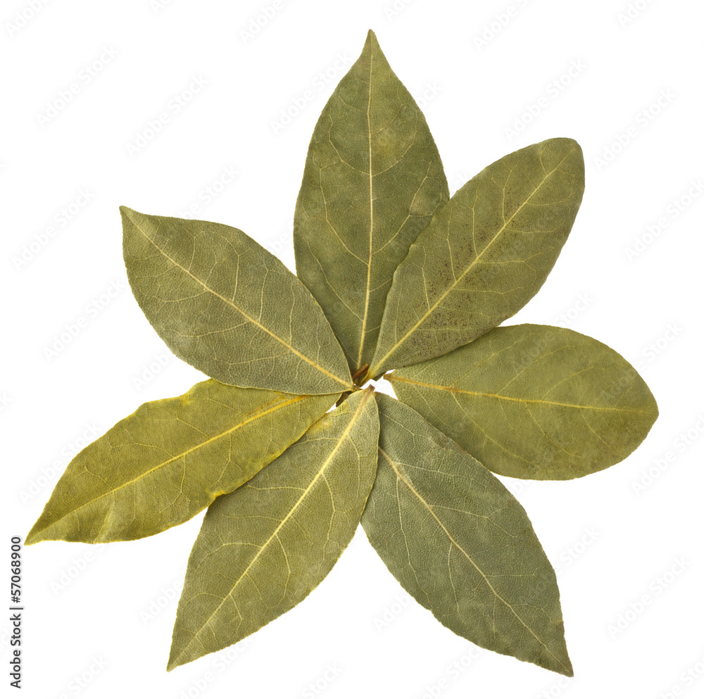 Fototapeta premium Aromatic bay leaves