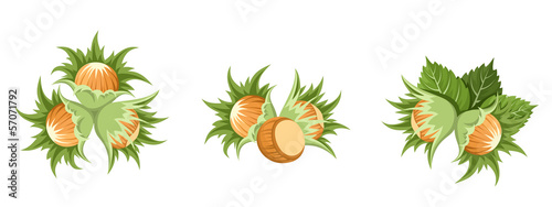Hazelnuts clusters. Vector illustration.