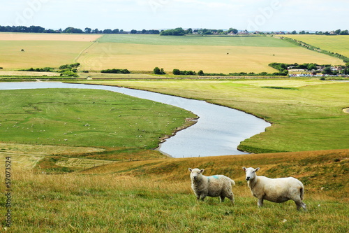 Sheep breeding in England