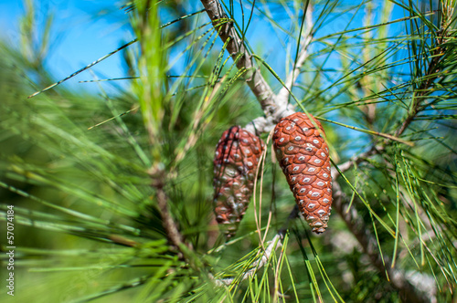 Pine cone and green