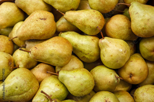 Pear harvest season