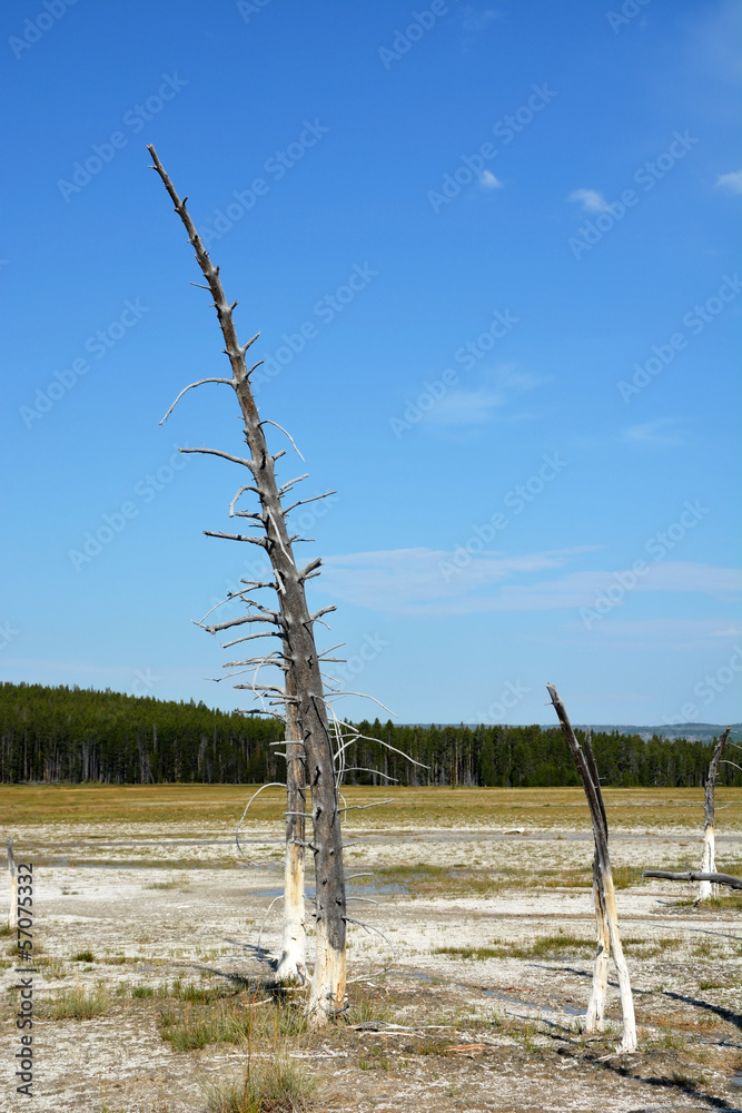 Dead trees at the Yellowstone national park