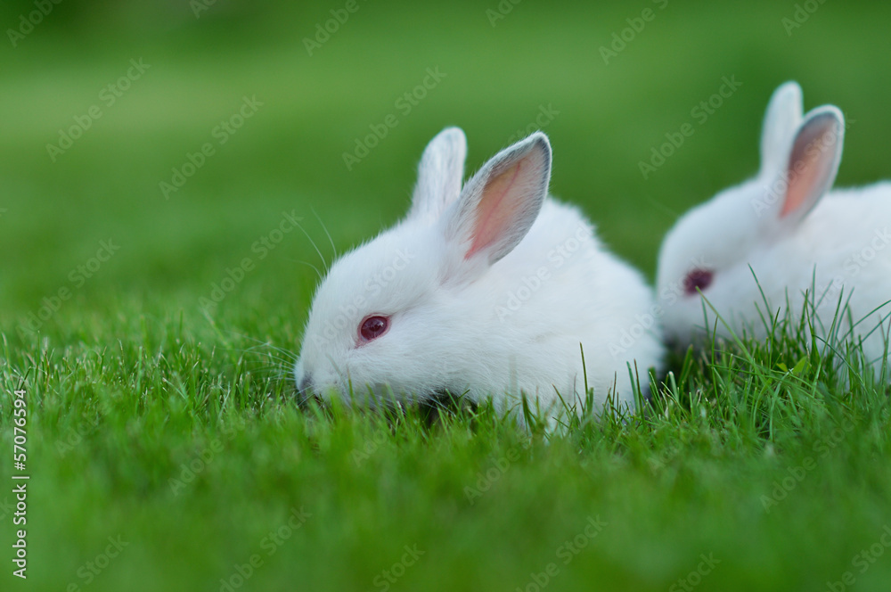 Funny baby white rabbits in grass Funny baby white rabbits in grass