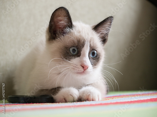 kitten breed snowshoe, two monthes