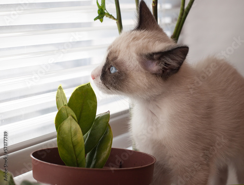 kitten breed snowshoe, two monthes, sniff plant