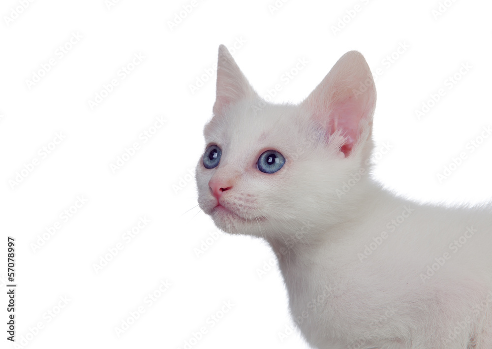 Adorable white kitten with blue eyes