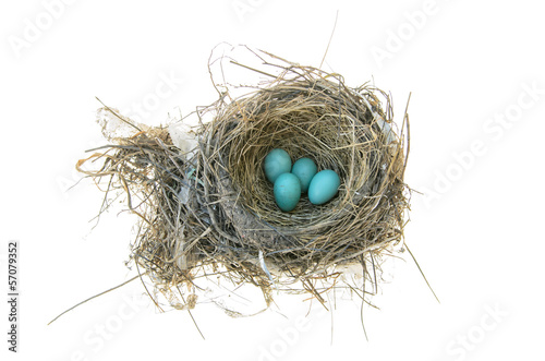 Robin's Bird Nest photo