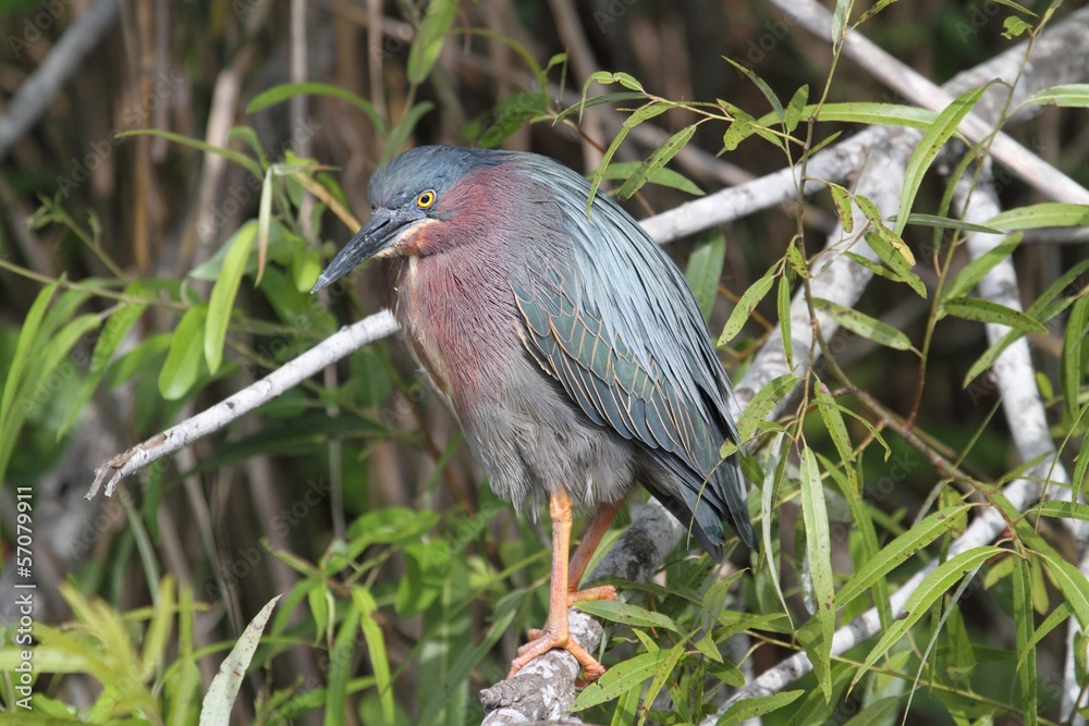 Fototapeta premium Green Heron (Butorides virescens)