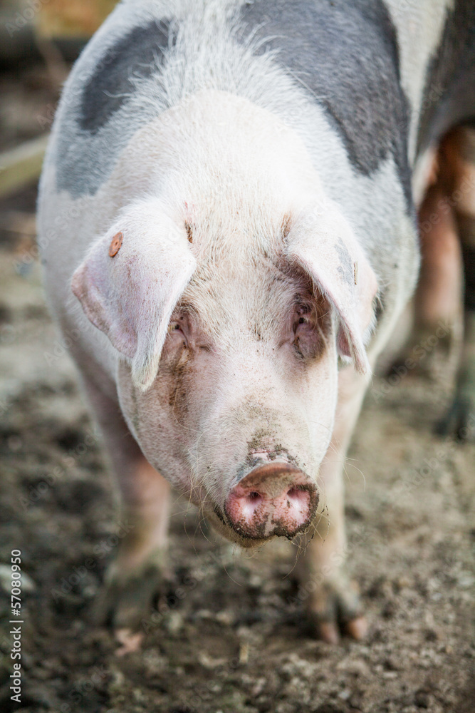 Fototapeta premium Pig