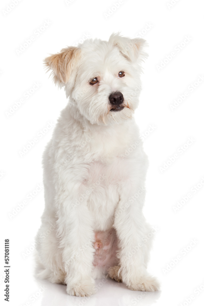 Beautiful Dog isolated on white background Beautiful Dog isolated on white background