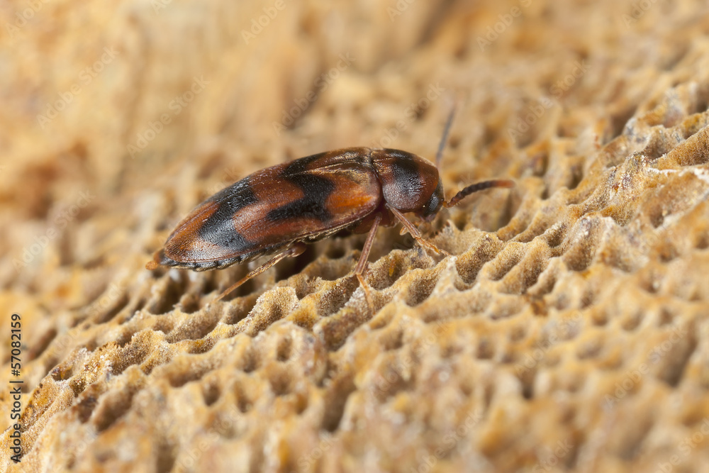 False darkling beetle, Abdera flexuosa feeding on fungi False darkling beetle, Abdera flexuosa feeding on fungi