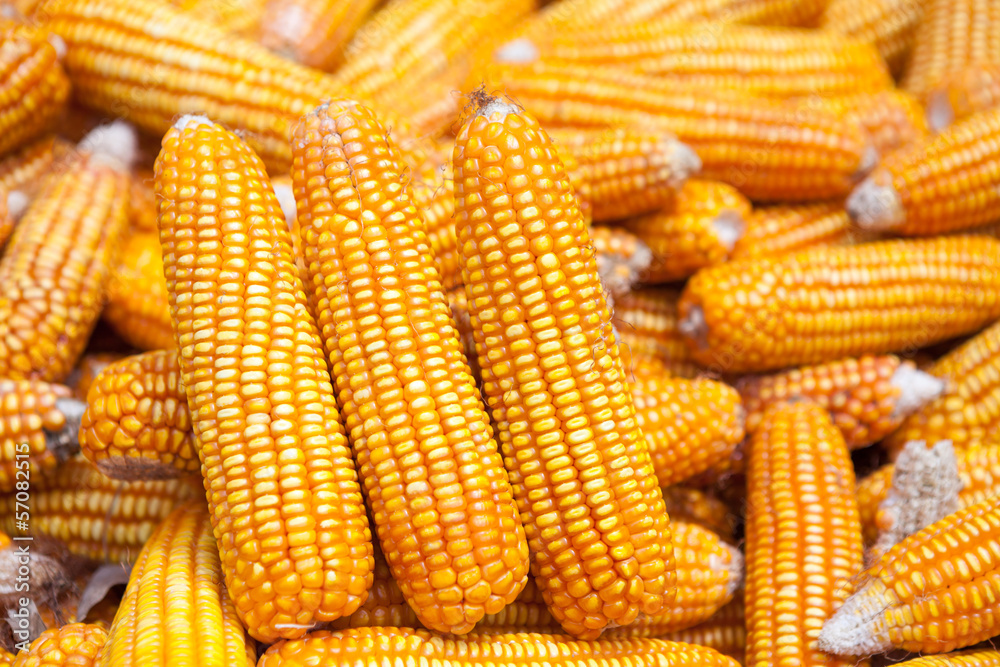 Dried corn Dried corn