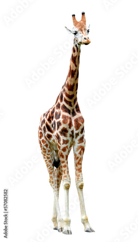 giraffe isolated © vencav