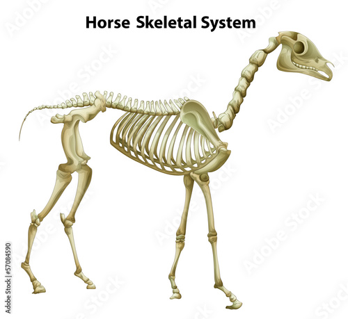 Horse Skeletal System