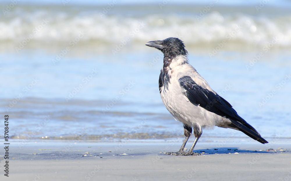 Crow near the sea
