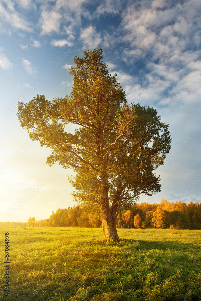 Lonely tree on the field in autumn in the morning Lonely tree on the field in autumn in the morning