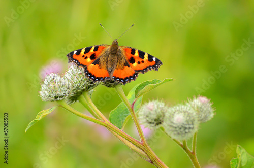Butterfly (Aglais urticae)