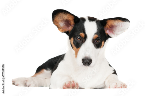 welsh corgi cardigan dog isolated © otsphoto