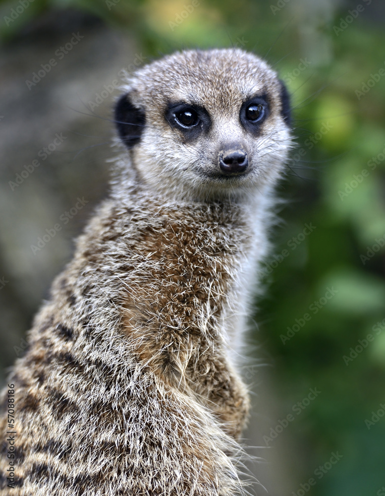 Fototapeta premium Suricata
