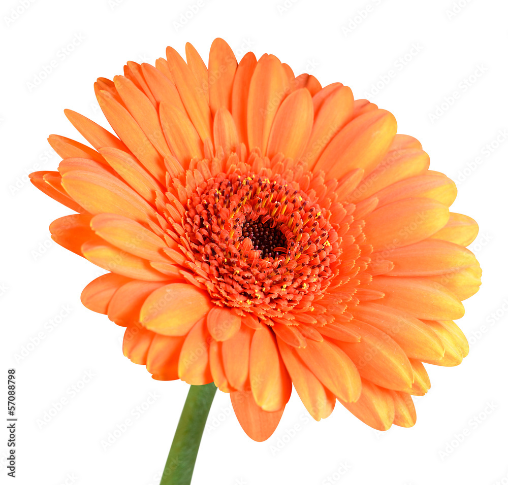 Orange Gerbera Flower with Green Stem Isolated