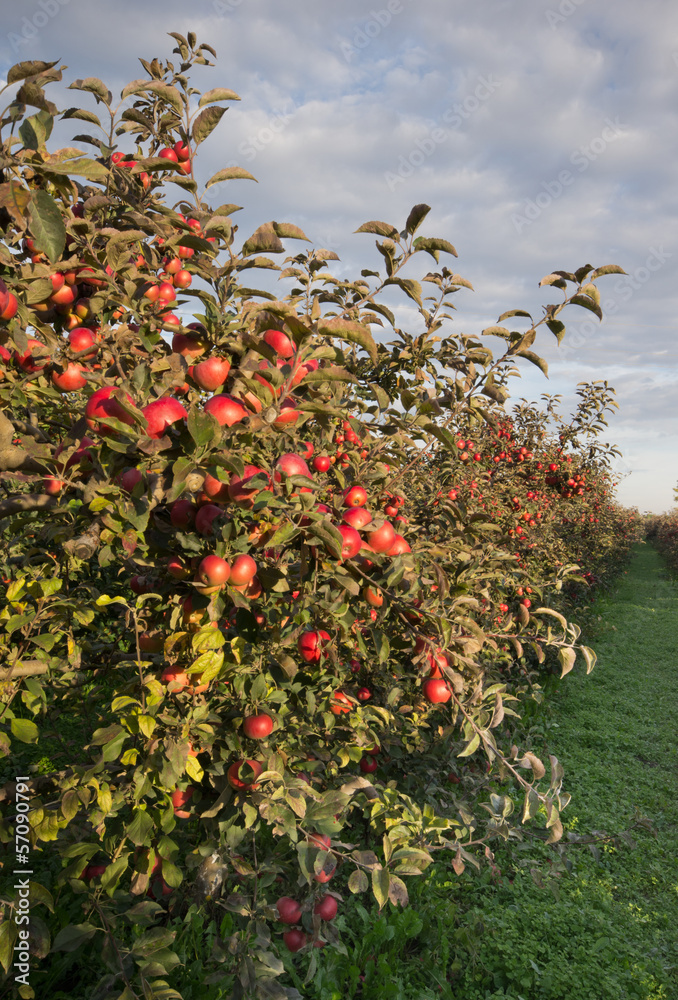 Ripe apples on trees in orchard Ripe apples on trees in orchard