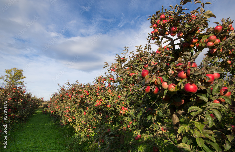 Ripe apples on trees in orchard Ripe apples on trees in orchard
