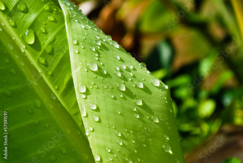 water drops on leaf