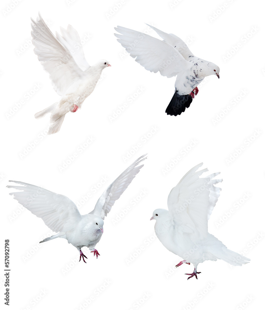 Obraz premium four isolated white doves