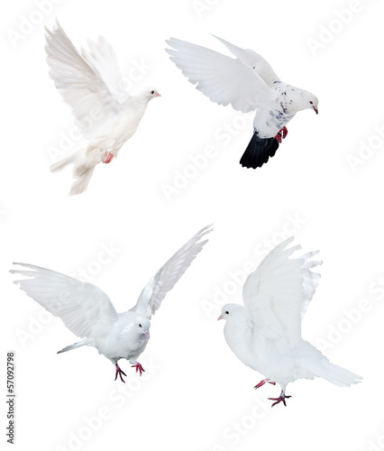 four isolated white doves © Alexander Potapov