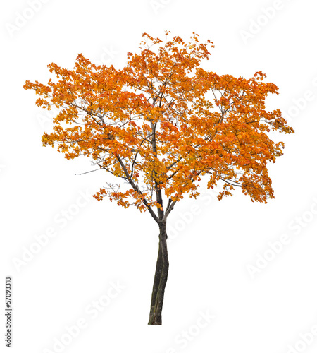 orange fall maple tree isoalted on white
