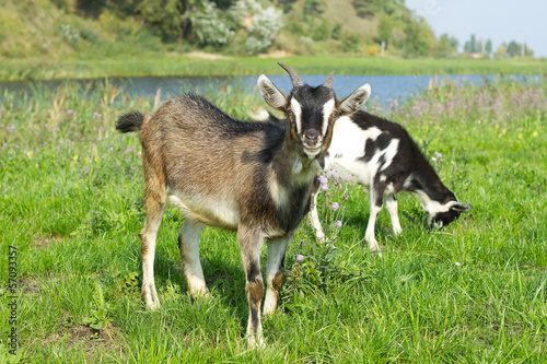 goat pasture