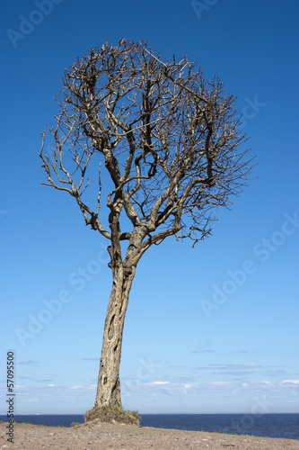 Fototapeta Naklejka Na Ścianę i Meble -  dry tree on a background of blue sky