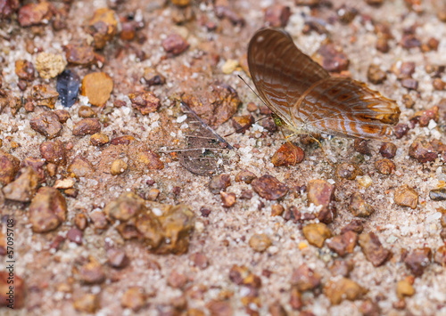 Beautiful butterfly in nature. Pang Sida National Park.