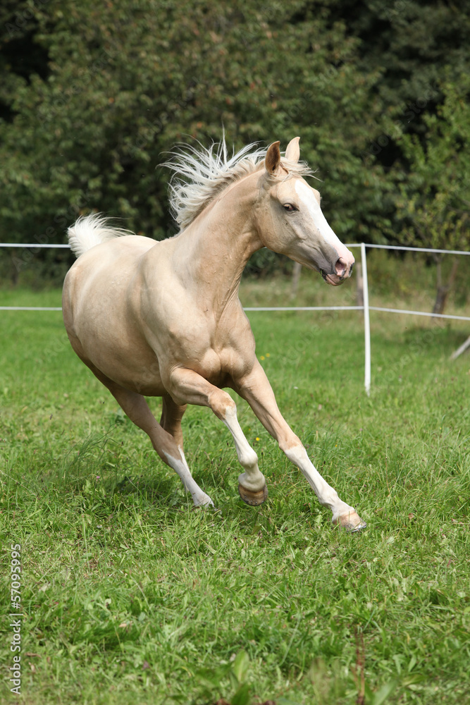 Beautiful palomino horse running on pasturage